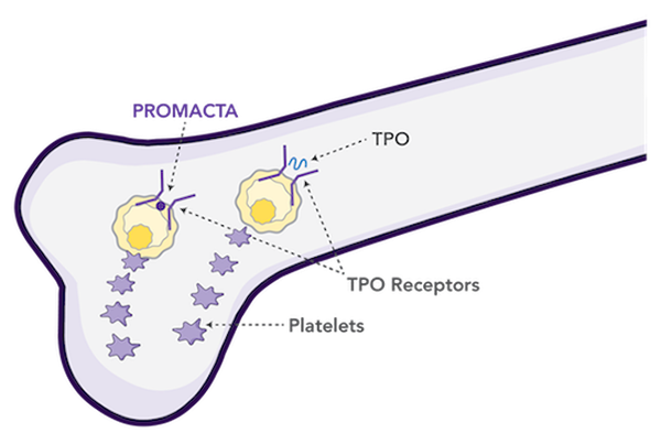 PROMACTA binds to TPO receptors like regular TPO to boost platelet production