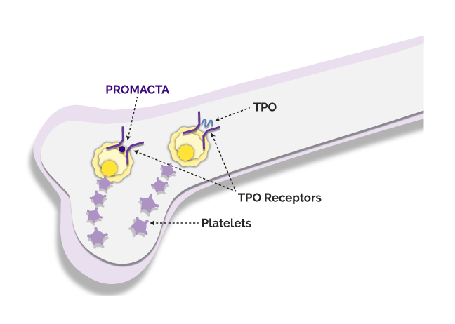 PROMACTA binds to TPO receptors like regular TPO to boost platelet production