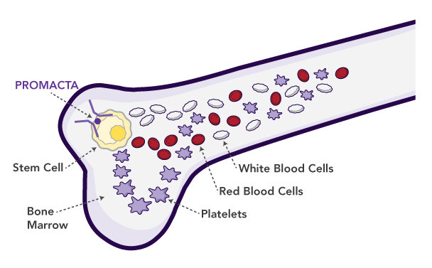 PROMACTA binds to TPO receptors like regular TPO to boost platelet production